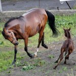 Training a colt.