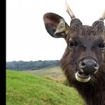 Sri Lankan sambar deer