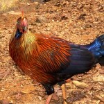 Sri Lankan Junglefowl (Gallus lafayetii)