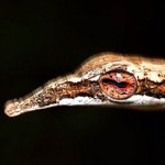 Twig snake