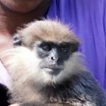 Le singe et son maître. קופיף מחמד 