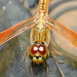 Odonata, libellule, dragonfly, Ważki, ליבעלעס, 蜻蛉目,שפירית, سنجاقک‌سانان