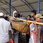 Logistique de transport de poissons, Négombo. ויסעוהו במוט (במבוק) בשניים