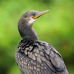 Portrait d'un cormoran. פרופילו של קורמורן