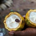 Fèves de cacao dans leur cabosse. פרי הקקאו