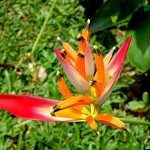 Heliconia.