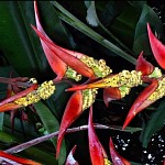 Heliconia, Royal Botanical Gardens, Peradeniya.